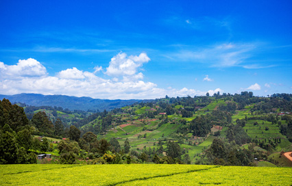 The Ultimate Tea Explorer: Discover the 11 best places to visit in Limuru a Quiet Weekend Escape