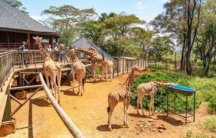 Meet the Giraffes Up Close at Giraffe Centre Nairobi: A Must-Visit Spot for Animal Lovers