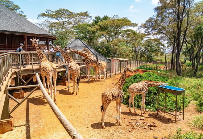 The Giraffe Centre offers a joyful and educational experience in a peaceful, green setting