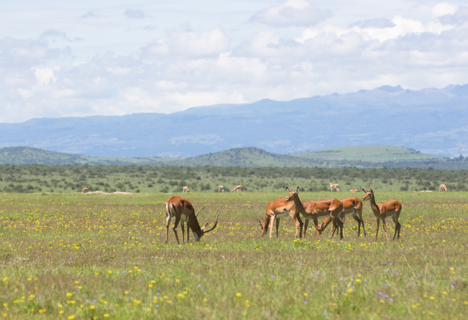 Laikipia is a must-visit for safari enthusiasts seeking authentic, remote, and sustainability travel experiences Laikipia is a must-visit for safari enthusiasts seeking authentic, remote, and sustainability travel experiences