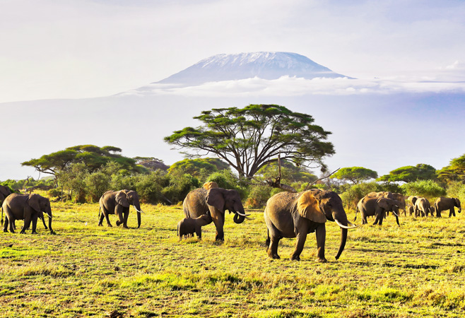 Kenya, situated in East Africa, stands out as the ultimate safari destination globally, boasting renowned national parks like the Masai Mara, Amboseli, and Tsavo National Park