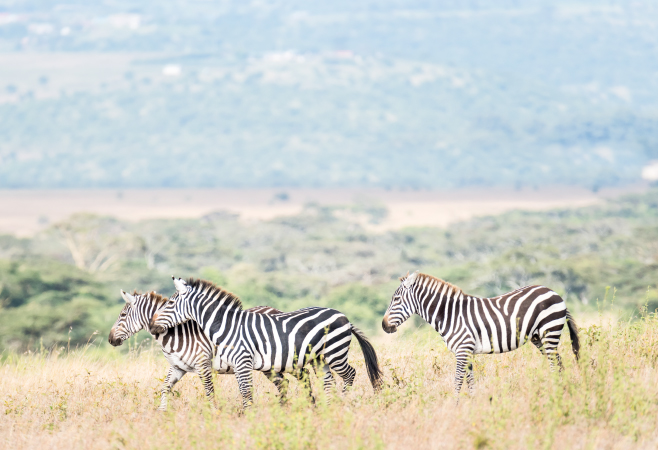 The long rainy season (April-June) has lush grasslands and lower rates The long rainy season (April-June) has lush grasslands and lower rates