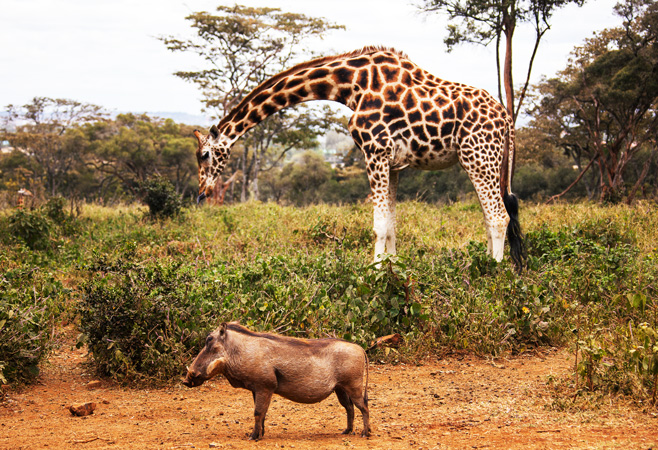 The Giraffe Centre is well known for its educational attributes, with its Nature Education Centre educating thousands of Kenyan children each month