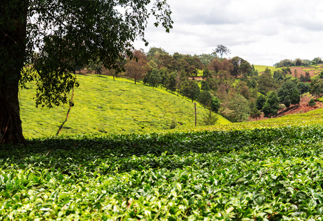Kiambethu Farm provides a tranquil insight into life on a tea farm Kiambethu Farm provides a tranquil insight into life on a tea farm