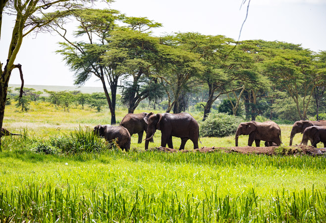 Kitale Nature Conservancy is a privately owned nature conservancy standing over 300 acres of land, It was established in the year 2000. Kitale Nature Conservancy is a privately owned nature conservancy standing over 300 acres of land, It was established in the year 2000.