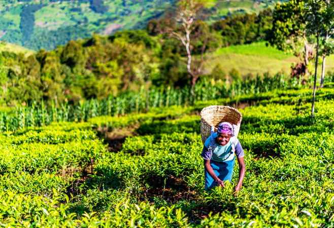 Teagoni Tea Farm offers a unique opportunity to explore sustainable farming practices and appreciate the local culture surrounding tea production Teagoni Tea Farm offers a unique opportunity to explore sustainable farming practices and appreciate the local culture surrounding tea production