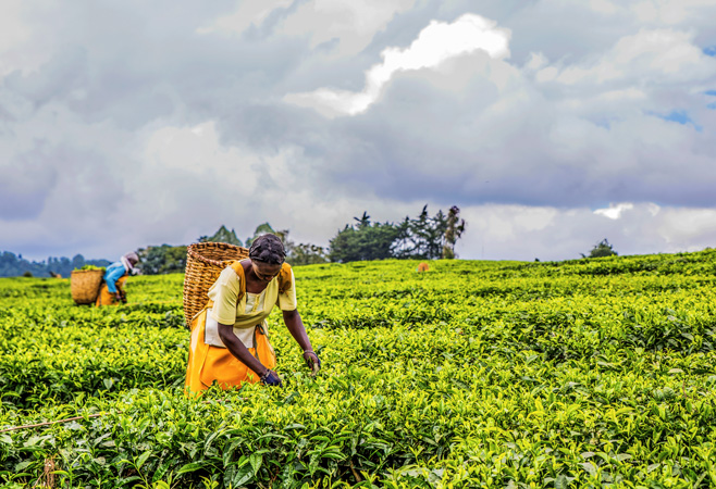 Experience the tranquility of Gathoni Park Farm, where lush landscapes and outdoor activities await every visitor. Experience the tranquility of Gathoni Park Farm, where lush landscapes and outdoor activities await every visitor.