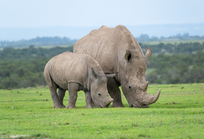 Ol Pejeta Conservancy has the largest rhino population in Kenya, and is home to the last two remaining northern white rhinos in the world Ol Pejeta Conservancy has the largest rhino population in Kenya, and is home to the last two remaining northern white rhinos in the world