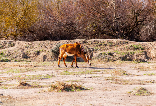 Saiwa Swamp National Park is a sanctuary for the Sitatunga antelope, with diverse bird life, a mix of forest and swamp, and a calm, serene environment. Saiwa Swamp National Park is a sanctuary for the Sitatunga antelope, with diverse bird life, a mix of forest and swamp, and a calm, serene environment.