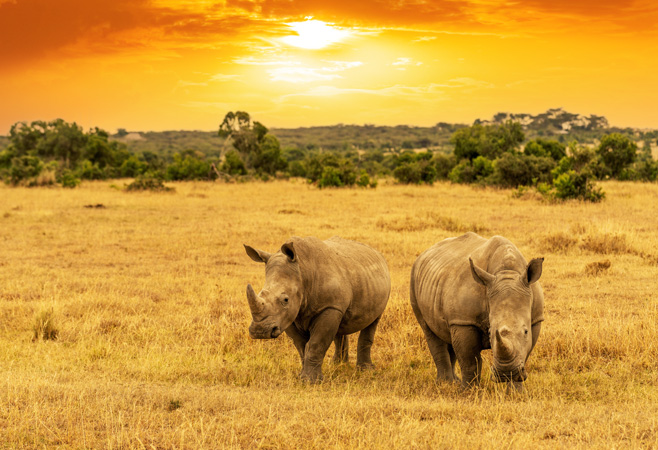 Most safari destinations are at their best during the dry season from June to October or December to March, when it's not too hot, rainfall is low, and vegetation is thinner