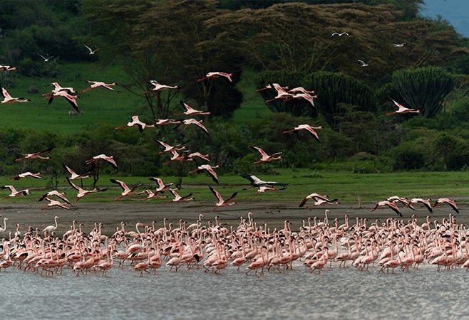 Lake Elmenteita is a wondrous wilderness to visit anytime during the year, but we recommend visiting during the dry season Lake Elmenteita is a wondrous wilderness to visit anytime during the year, but we recommend visiting during the dry season