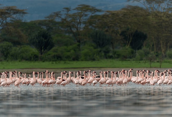 Lake Elementaita Wildlife Sanctuary is a birdwatcher's paradise, home to over 400 bird species, including the famous Greater and Lesser flamingos Lake Elementaita Wildlife Sanctuary is a birdwatcher's paradise, home to over 400 bird species, including the famous Greater and Lesser flamingos