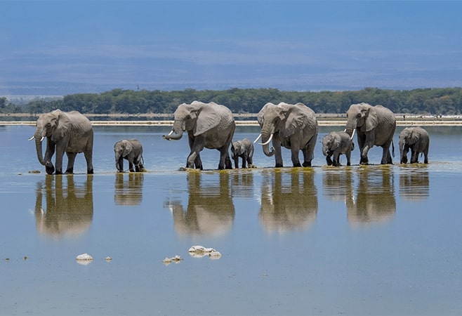 Lake Elementaita is a soda lake in Kenya, known for flamingos, hot springs, and diverse bird species Lake Elementaita is a soda lake in Kenya, known for flamingos, hot springs, and diverse bird species