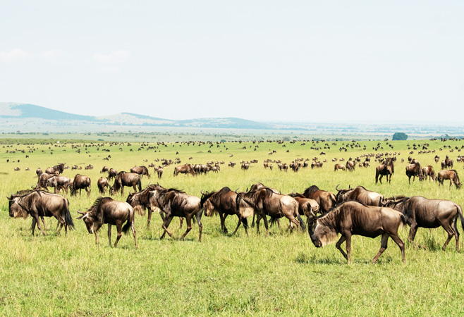 Maasai Mara is one of the wildlife conservation and wilderness areas in Africa, with its populations of lions, leopards, cheetahs, and African bush elephants