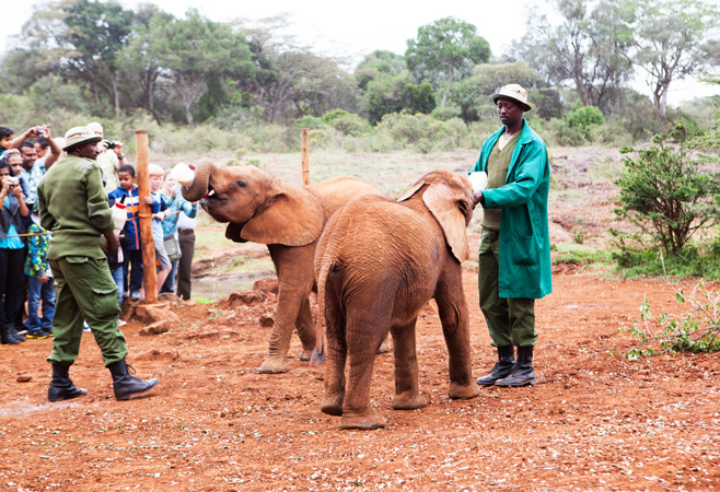 Pioneers in the rescue and hand-raising of orphaned baby elephants and rhinos, through to their reintegration to the wild when grown.