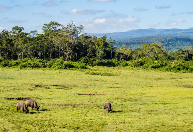 The best time to visit Aberdare National Park for a safari is during the drier months of January and February, and between June and September