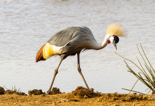 Many of these bird species can be found at higher altitudes, like mountain peaks so be sure to bring along some powerful binoculars for a satisfying bird watching experience.