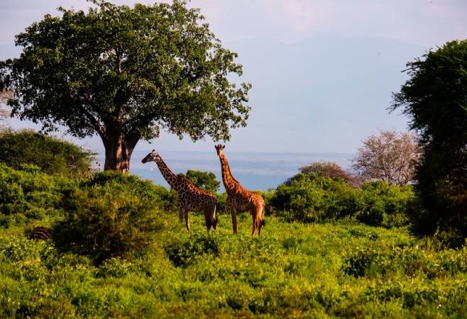 Bora Bora Wildlife Park offers an opportunity to interact with various animals, including reptiles and birds.