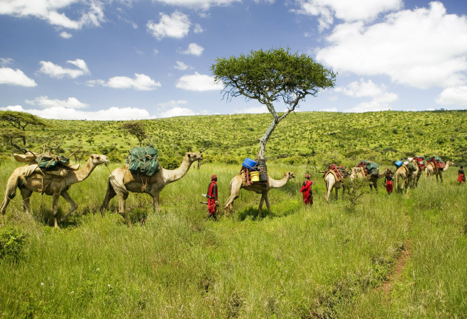 A camelback safari in Samburu allows guests to get up-close with plains game such as zebra, giraffe, and ostrich.