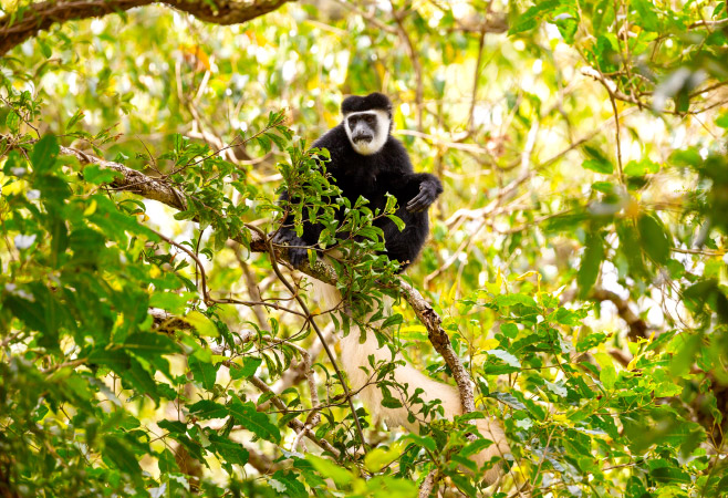 Colobus Conservation is an organization designed to promote the conservation, preservation, and protection of primates.