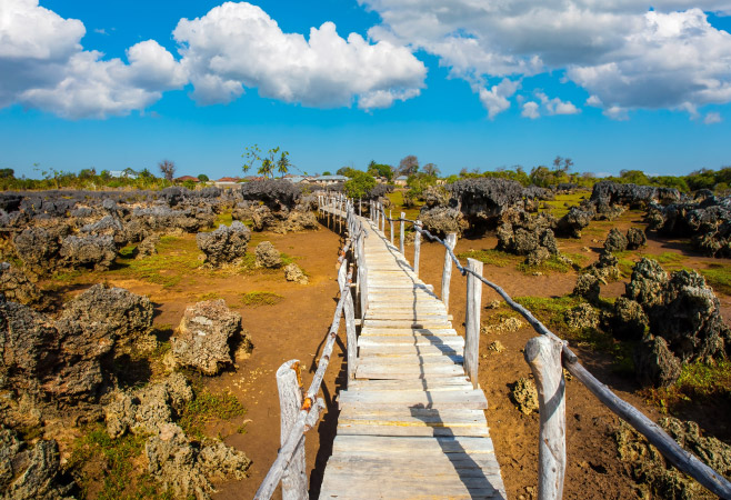 A raised, looped wooden platform stretching over 500 meters within the island's beautiful fossil coral gardens and mangrove vegetation.