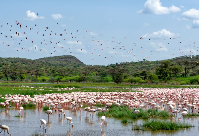 Do Mauritian Citizens Need a Visa to Enter Kenya? Latest Guide