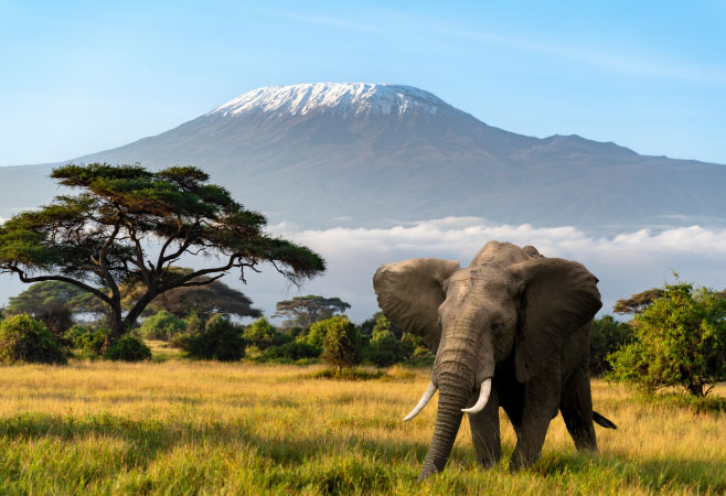 Do Rwandans Need a Visa to Kenya? Updates Entry Requirement Do Rwandans Need a Visa to Kenya? Updates Entry Requirement