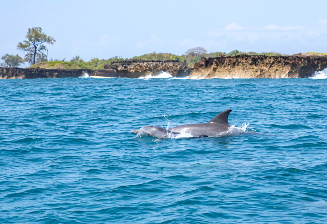 Dolphin watching off Wasini Island offers a magical chance to see playful pods gliding through the turquoise waters of the Kisite Channel.