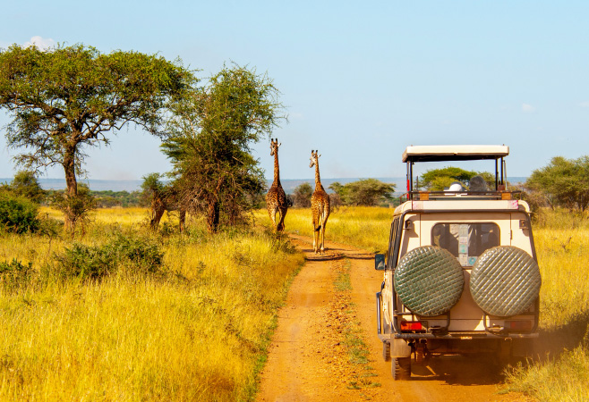 A game drive has travelers driving through the park in the quest to see the various animals in Aberdare National Park