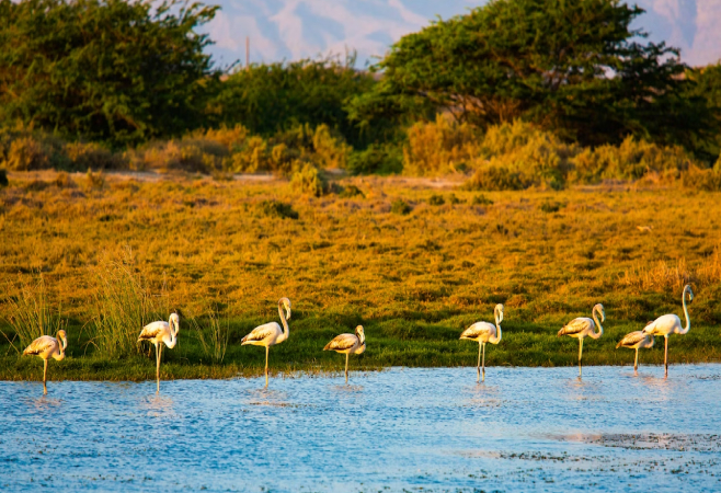 Lake Bogoria's diverse avian population includes rare species like the Great Egret and African Fish Eagle