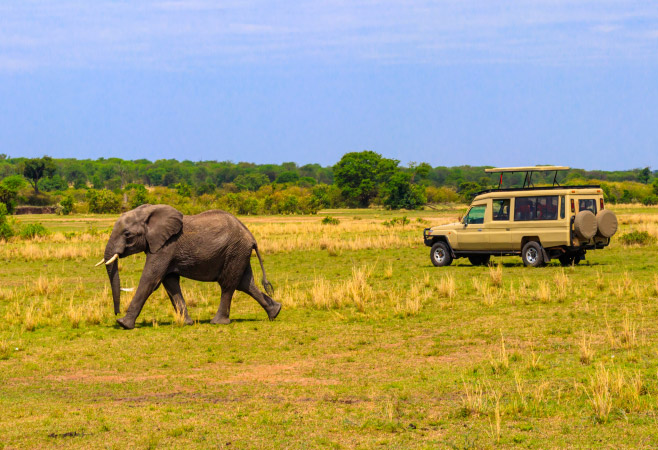 Game drives allow guests to embark on guided tours through Shimba Hills National Reserve to observe the park's diverse wildlife.