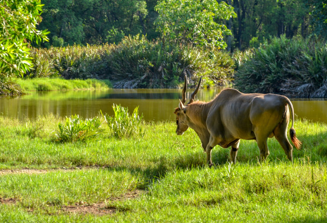 Haller Park is one of the best wildlife sanctuaries that you can visit in Kenya
