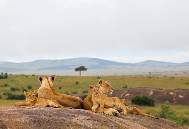 Kenya Entry Requirements from Tanzania: Latest Rules
