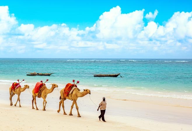 Which Kenya safari holiday from Ireland suits your trip? Which Kenya safari holiday from Ireland suits your trip?