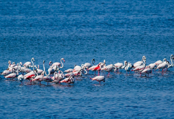 Lake Bogoria is in a geothermally active part of the Kenya Rift Valley, and is famous for geysers and hot springs along the bank of the lake and in the lake