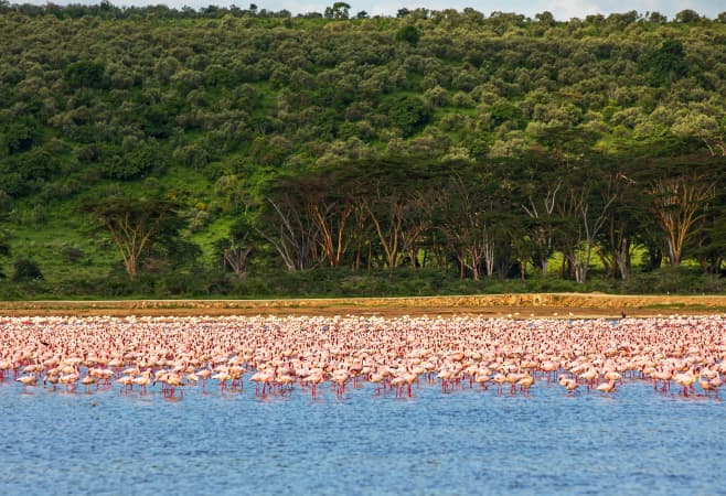 Kenya is a part of the African Great Lakes region and its lakes are fundamental to the nation’s biodiversity