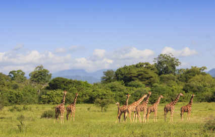 Meru National Park Travel Guide: How to Experience the Best of Kenya's Wilderness