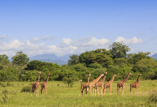 Meru National Park invites you to immerse yourself in the untamed beauty of Kenya's wilderness