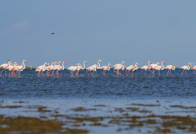 Lake Bogoria is one of the best places in Africa to see lesser flamingos, often in their thousands.