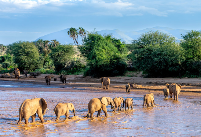 The Samburu Special Five refers to a distinctive collection of wildlife species found in the Samburu National Reserve in northern Kenya