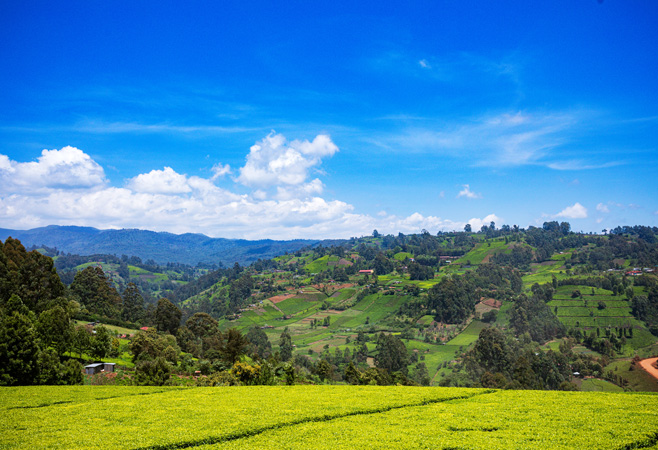 Limuru Town is a hidden gem waiting to be discovered by travelers seeking a blend of natural beauty, rich history, and unique experiences Limuru Town is a hidden gem waiting to be discovered by travelers seeking a blend of natural beauty, rich history, and unique experiences