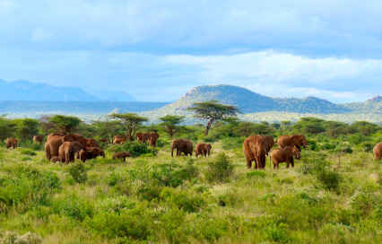 Samburu National Reserve Travel Guide: A Journey to Kenya's Arid North