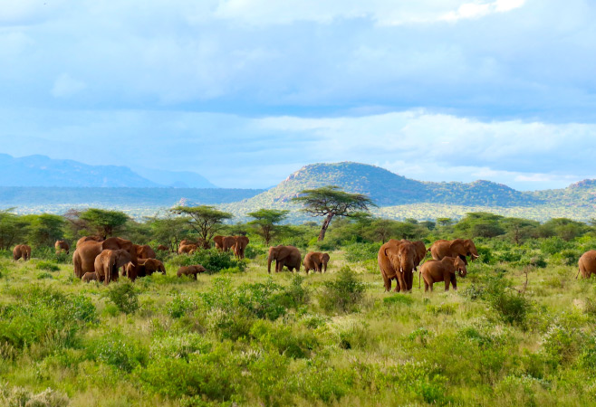  Samburu National Reserve is a famous destination for a Kenya safari, offering stunning landscapes and unique species