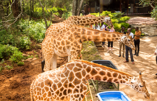 The best time to visit the Giraffe Centre is during its operating hours, from 9:00 AM to 5:00 PM daily, with mornings and midweek being ideal for fewer crowds