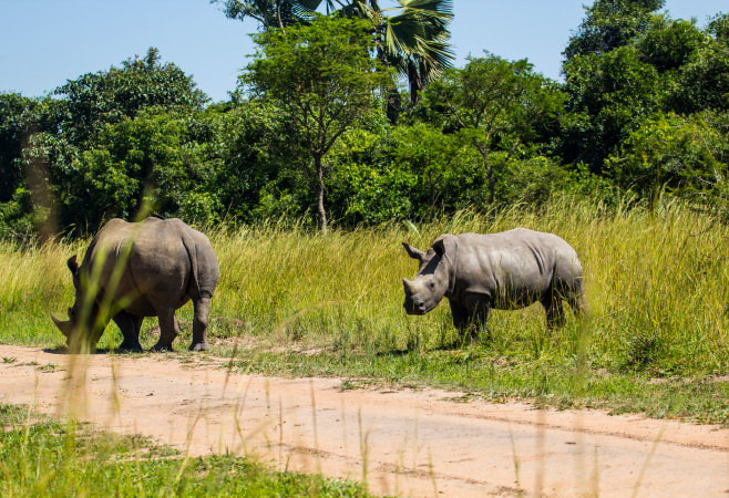 The Rhino Sanctuary is a dedicated conservation area aimed at protecting and breeding the critically endangered black and white rhinos.