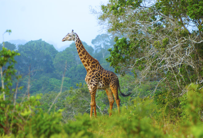 Shimba Hills National Reserve is a solid choice for backpackers looking for a dose of nature. 
